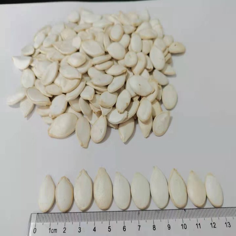 Conventional Snow White Pumpkin Seeds 13cm