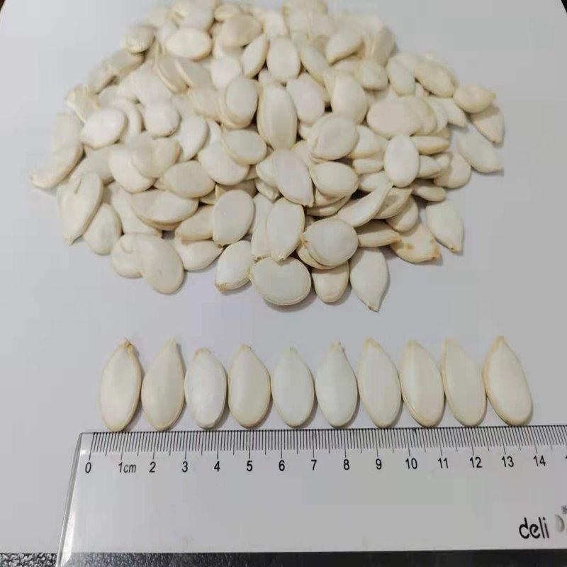 Conventional Snow White Pumpkin Seeds 14cm