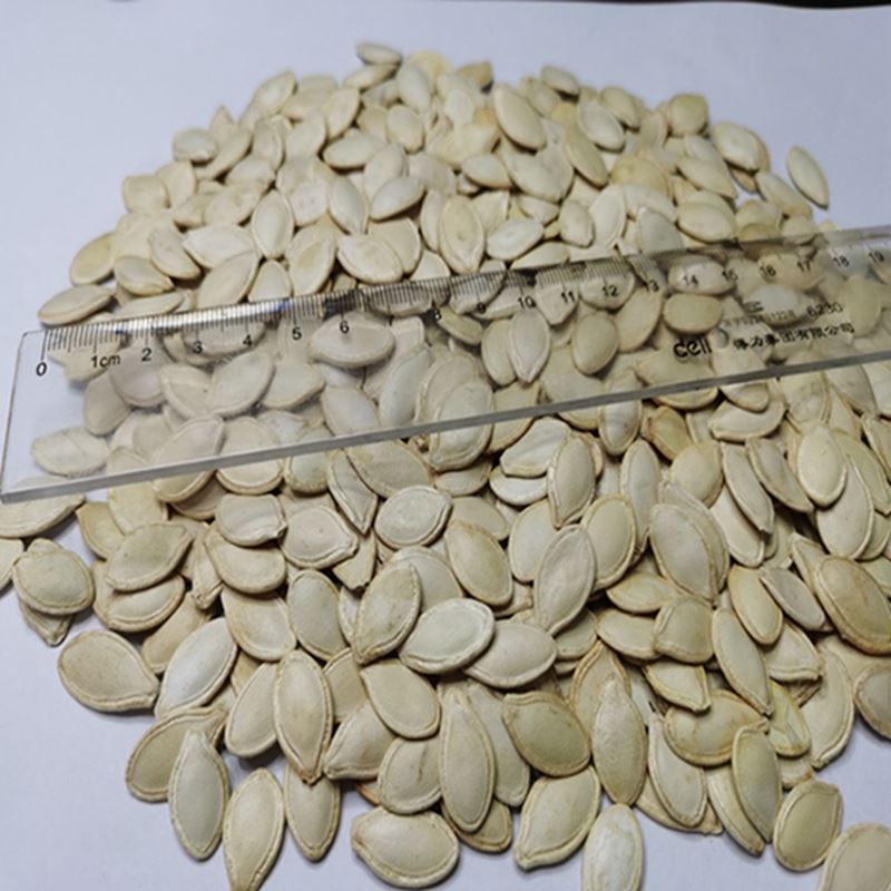 New Crop Snow White Pumpkin Seeds for Exporting