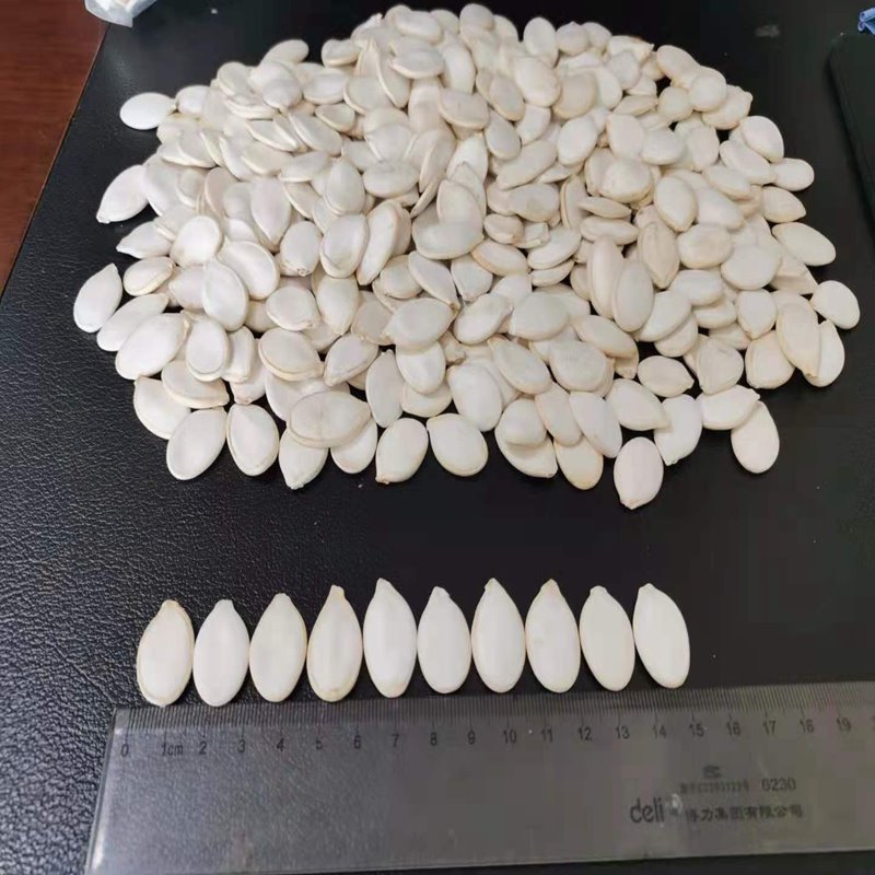 High Quality Snow White Pumpkin Seeds 15cm