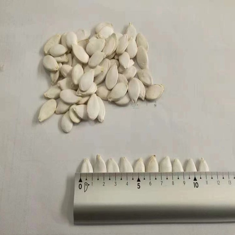 Snow White Pumpkin Seeds in Shell