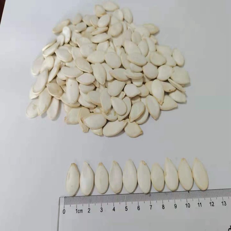 Snow White Pumpkin Seeds in Shell Crop 2019